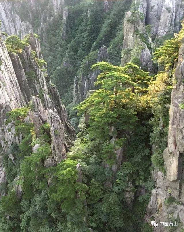 植物大战僵尸18